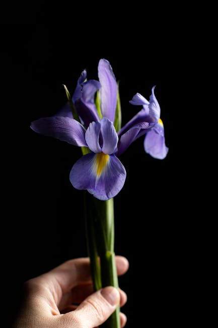 A hand holding a small bouquet of fresh purple irises with delicate, ruffled petals and rich yellow accents near the center, held against a dark background. The flowers are arranged with green stems, 